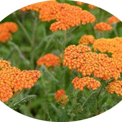 Achillea 'Walter Funcke' 9...