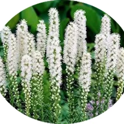 copy of Liatris Spicata