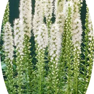 copy of Liatris Spicata