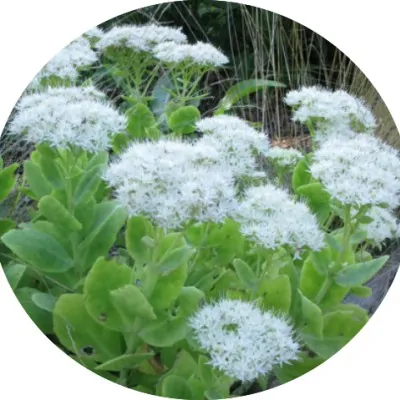 Sedum spectabile glacier 10...