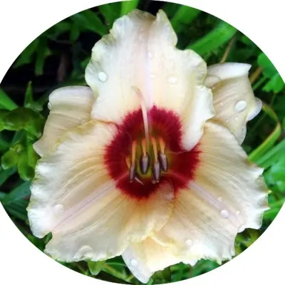 Hemerocallis Brillant vaso.