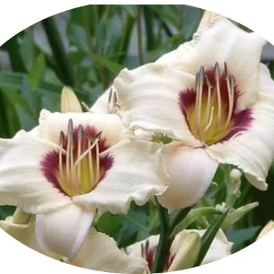 Hemerocallis Brillant vaso.