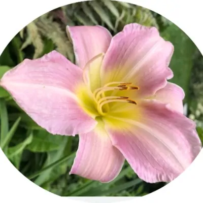 Hemerocallis 'Catherine...