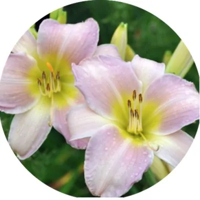 Hemerocallis 'Catherine...