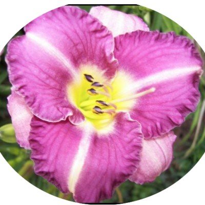 Hemerocallis 'Entrapment' vaso