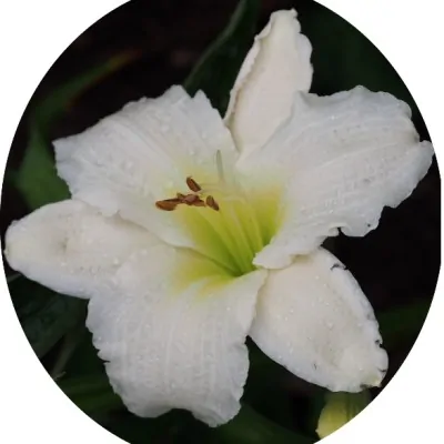 Hemerocallis 'Gentle Shepherd'