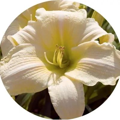 Hemerocallis 'Gentle Shepherd'