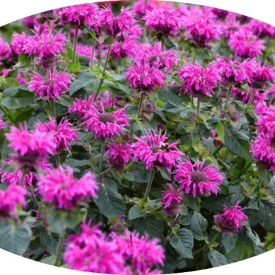 copy of Monarda 'Bee-Happy'...