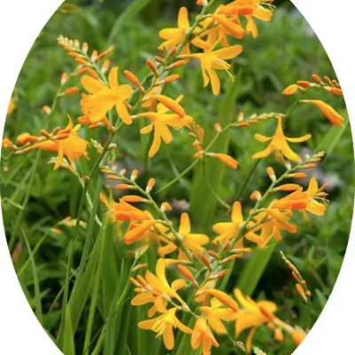 Crocosmia 'Buttercup' vaso