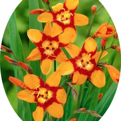 Crocosmia Emily McKenzie vaso