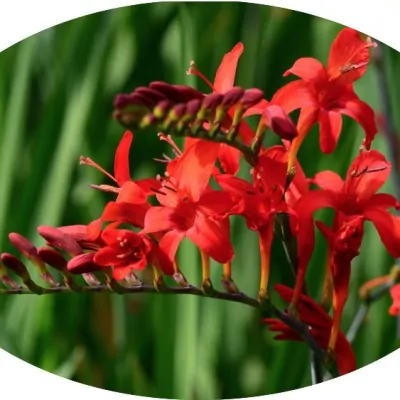 Crocosmia Lucifer