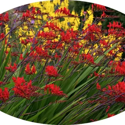 Crocosmia Lucifer vaso 11x11