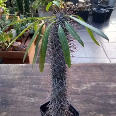 Pachypodium Geayi