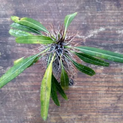 Pachypodium Geayi