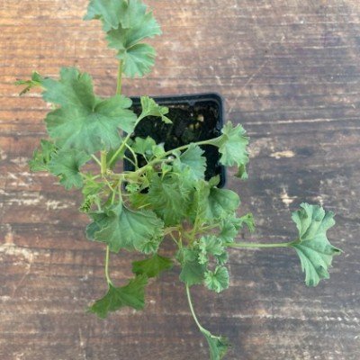 Pelargonium Mannina...