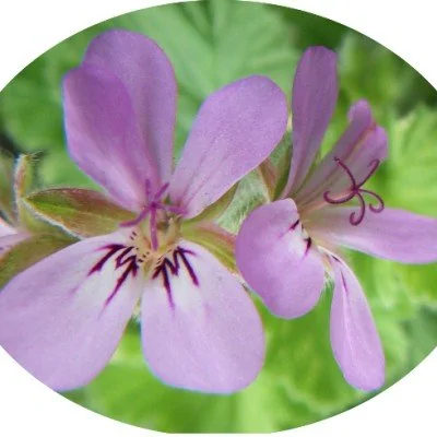 Pelargonium Atomic...