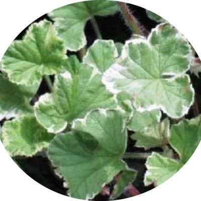 Pelargonium Atomic...