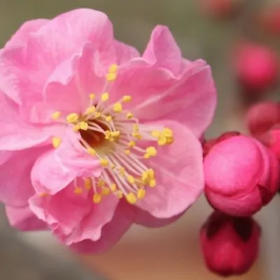 Prunus mume floreplena