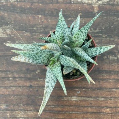 copy of Aloe rahuii cv. alba