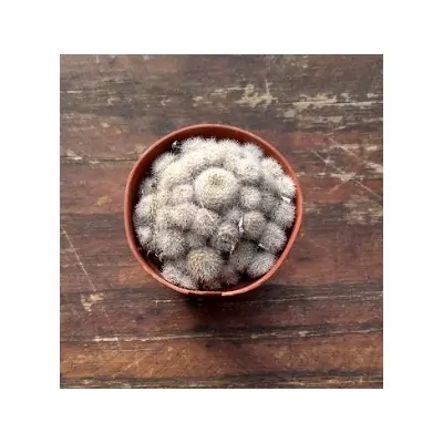 Rebutia heliosa x albiflora