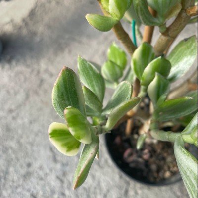 Crassula ovata variegata