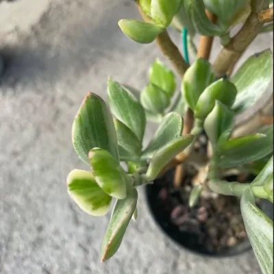 copy of Crassula...