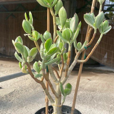 Crassula ovata variegata