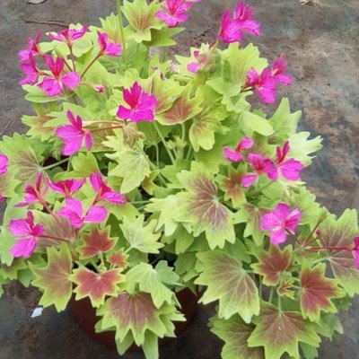 Pelargonium geranio Deanna...