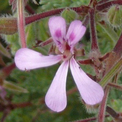 Pelargonium Mannina...