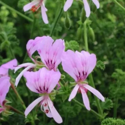 Pelargonium  Crispum Minor...