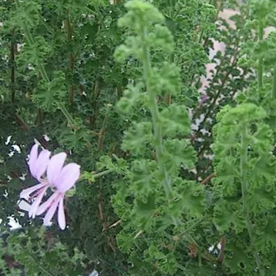 Pelargonium  Crispum Minor...