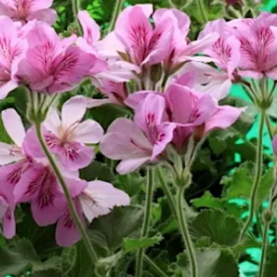 Pelargonium  Torento...