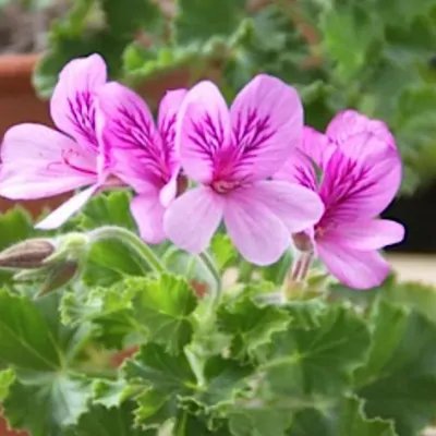 Pelargonium  Torento...