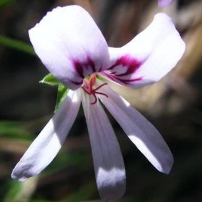 Pelargonium Tabulare in vaso