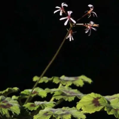 Pelargonium Tabulare in vaso