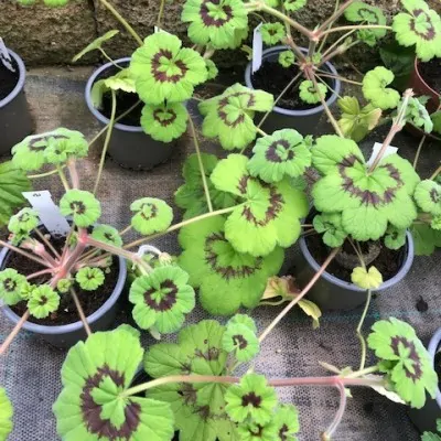 Pelargonium Tabulare in vaso