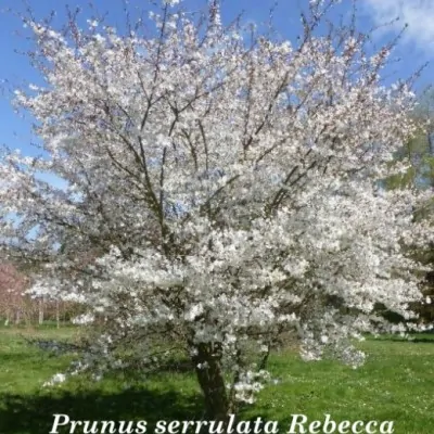 Prunus serrulata Rebecca...