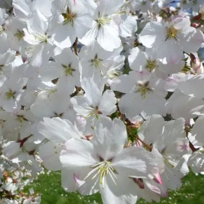 copy of Prunus Amanogawa