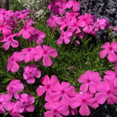 Phlox Subulata purpurea