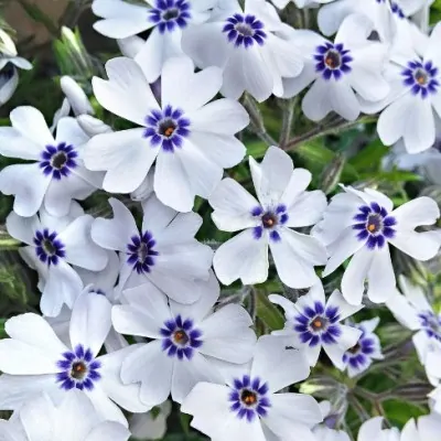 phlox subulata Bavaria vaso 13