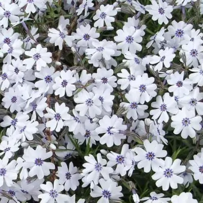 phlox subulata Bavaria vaso 13