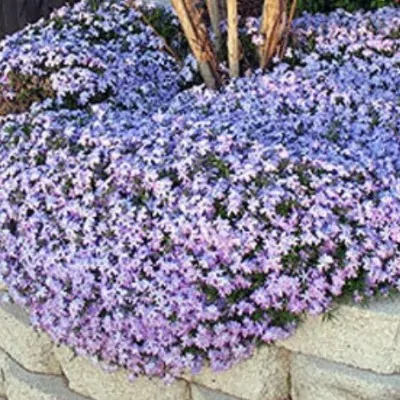 copy of Phlox subulata...