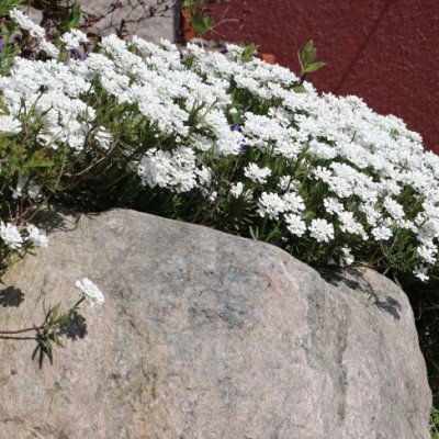 Iberis Sempervirens vaso 10