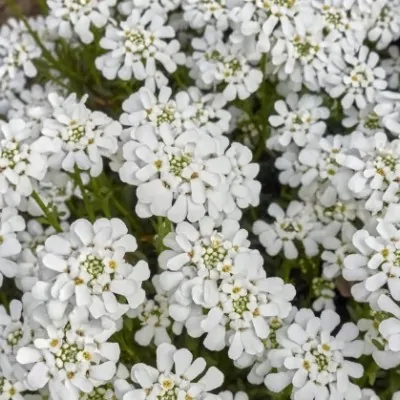 Iberis Sempervirens vaso 10