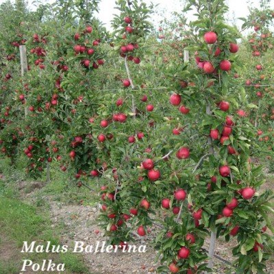 Malus Ballerina ® Flamenco vaso 9x9