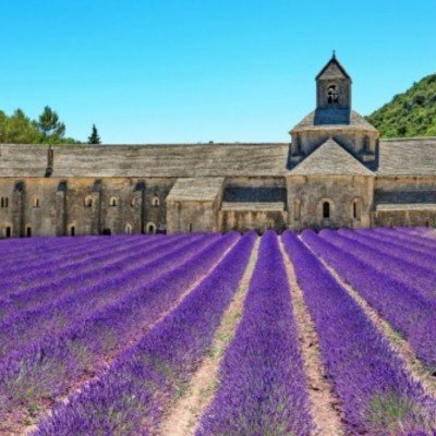 Lavanda di Provenza in vaso