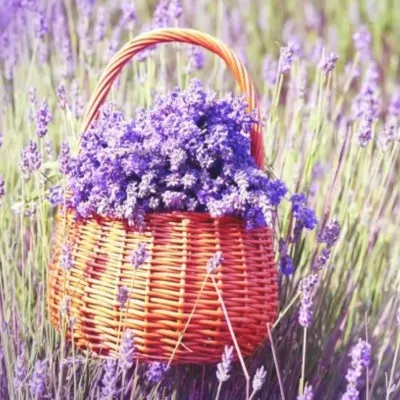 Lavanda di Provenza in vaso