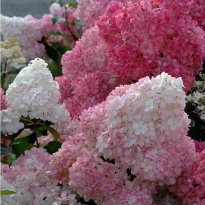 hydrangea paniculata sundae...