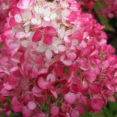 hydrangea paniculata sundae...