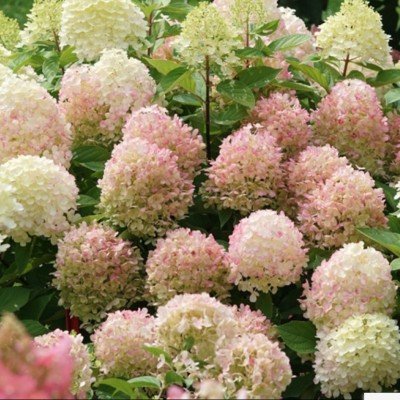 Hydrangea paniculata...